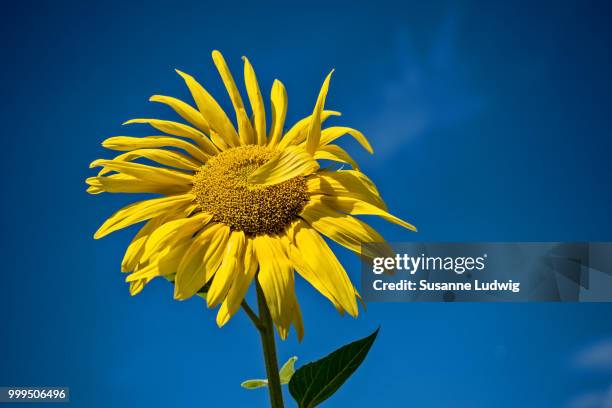 waving sunflower - ludwig stock pictures, royalty-free photos & images