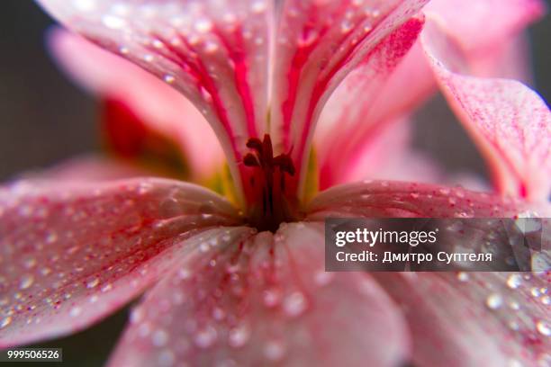 irkutsk,russia - irkutsk stock pictures, royalty-free photos & images