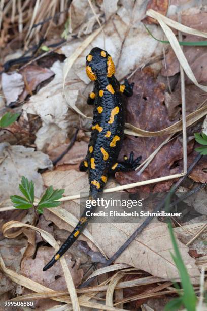 fire salamander (salamandra salamandra) on leaves, canton of ticino, switzerland - tocino stock-fotos und bilder