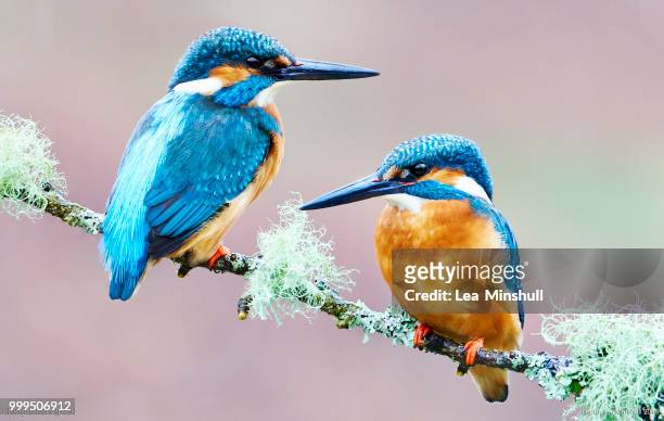 kingfishers (pair) - lea stock pictures, royalty-free photos & images