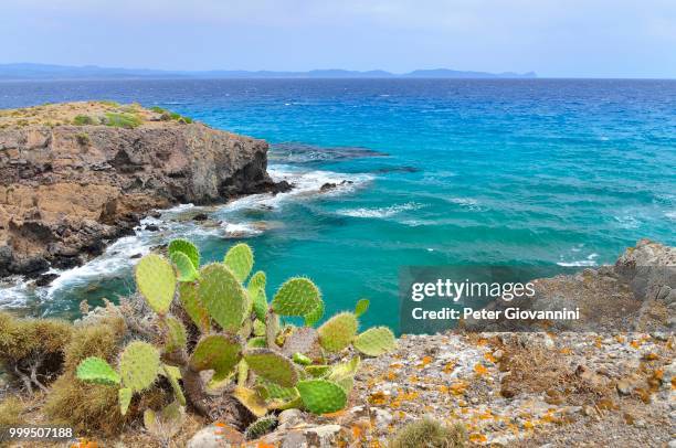 cactus on the rocky coast, isola di sant'antioco, province of carbonia-iglesias, sardinia, italy - isola stock pictures, royalty-free photos & images