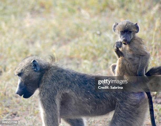 monkeyback ride - chacma baboon 個照片及圖片檔