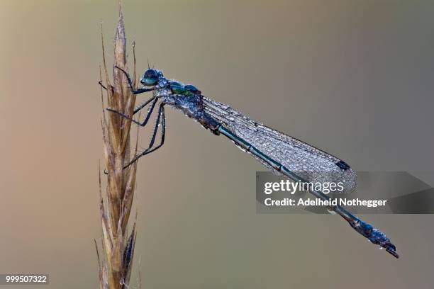 emerald damselfly (lestes sponsa), male, burgenland, austria - sponsa stock-fotos und bilder