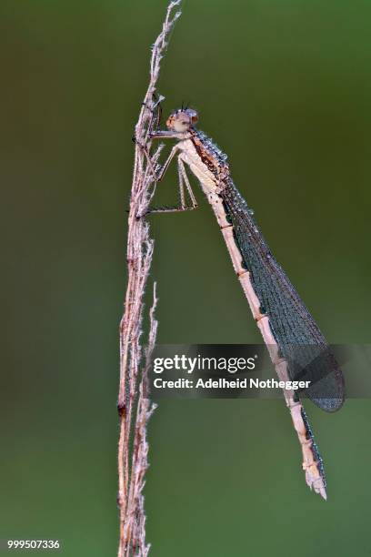 common winter damselfly (sympecma fusca), female, burgenland, austria - fusca stock pictures, royalty-free photos & images