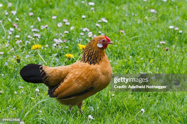 bantam chicken (gallus gallus f. domestica), hen, tyrol, austria - gallus gallus stock pictures, royalty-free photos & images