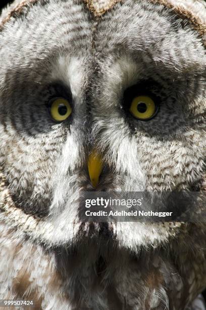 great grey owl (strix nebulosa), captive, east tyrol, austria - yellow eyes stock pictures, royalty-free photos & images