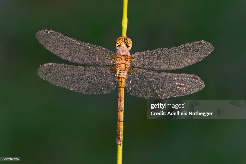 Common Darter (Sympetrum striolatum), female, Burgenland, Austria
