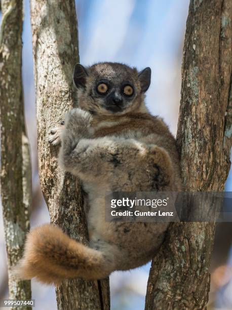 red-tailed sportive lemur (lepilemur ruficaudatus), zombitse-vohibasia national park, madagascar - yellow eyes stock pictures, royalty-free photos & images