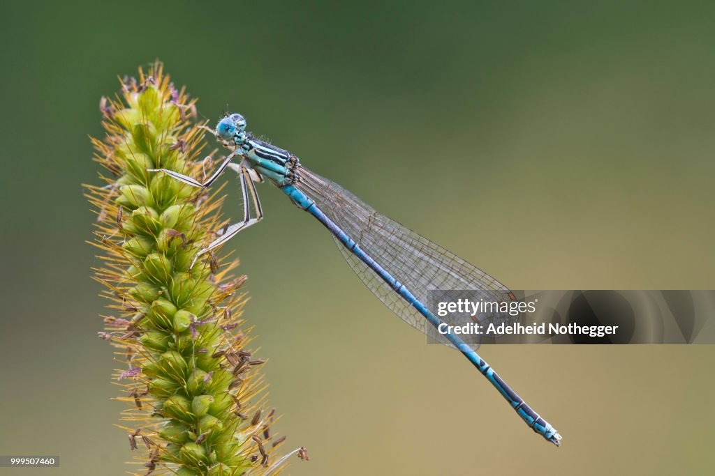 White-legged damselfly (Platycnemis pennipes), male, Burgenland, Austria