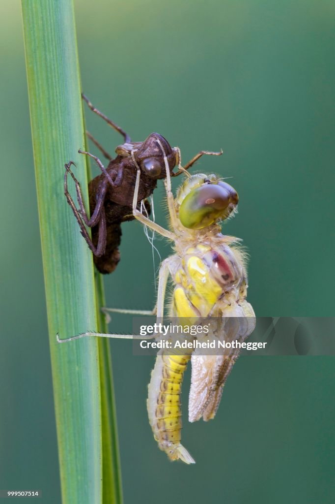 Darter (Sympetrum sp.), male, with exuvia, Burgenland, Austria