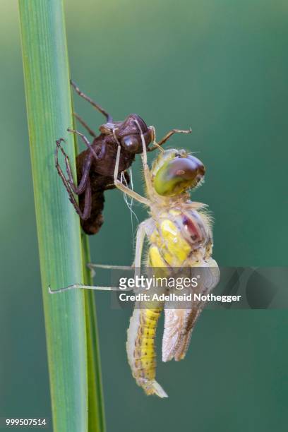 darter (sympetrum sp.), male, with exuvia, burgenland, austria - anhinga stock pictures, royalty-free photos & images