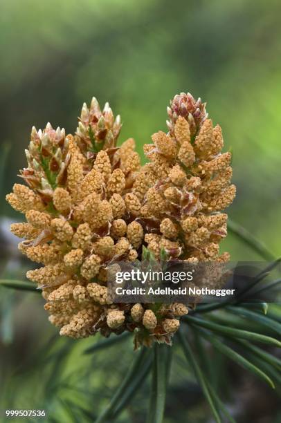 stone pine (pinus pinea), florescence, south tyrol, italy - pinea stock pictures, royalty-free photos & images