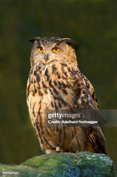 eurasian eagle-owl (bubo bubo), bavarian forest national park, bavaria, germany - nationalpark bayerischer wald stock-fotos und bilder