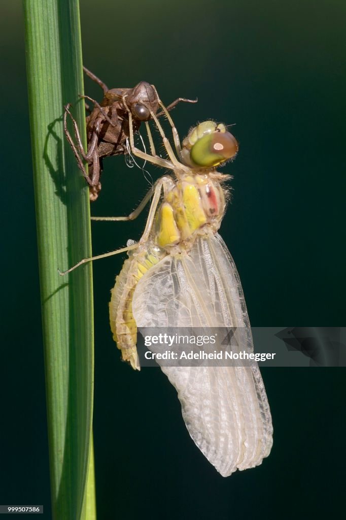 Darter (Sympetrum sp.), male, with exuvia, Burgenland, Austria