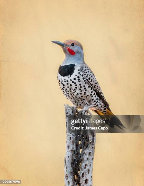 gilded flicker - flicker stock pictures, royalty-free photos & images