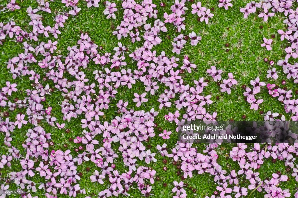 Moss Campion (Silene acaulis), Gamsgrube, High Tauern National Park, Tyrol, Carinthia