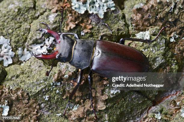 stag beetle (lucanus cervus), male, burgenland, austria - abadejo imagens e fotografias de stock