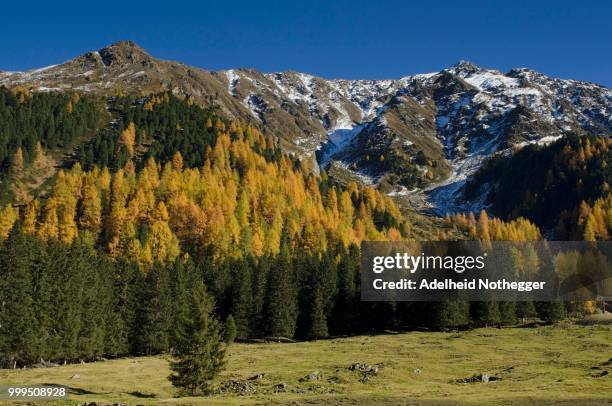 larch forest in sellraintal, behind freihut, st. sigmund sellraintal, tyrol, austria - 北チロル ストックフォトと画像