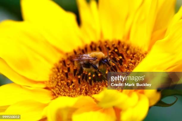 bee - mark bloom stock pictures, royalty-free photos & images