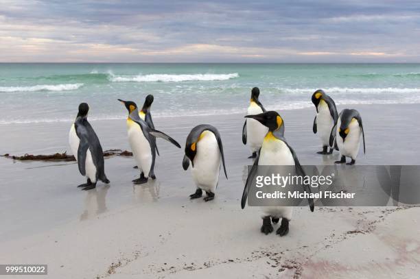 king penguins (aptenodytes patagonicus), volunteer point, east falkland islands, falkland islands - east falkland island stock-fotos und bilder