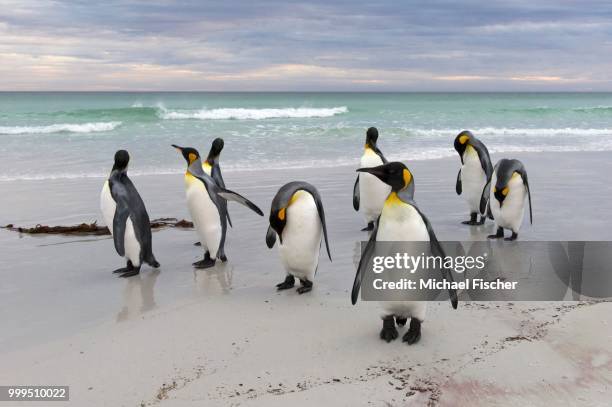 king penguins (aptenodytes patagonicus), volunteer point, east falkland islands, falkland islands - east falkland island stockfoto's en -beelden