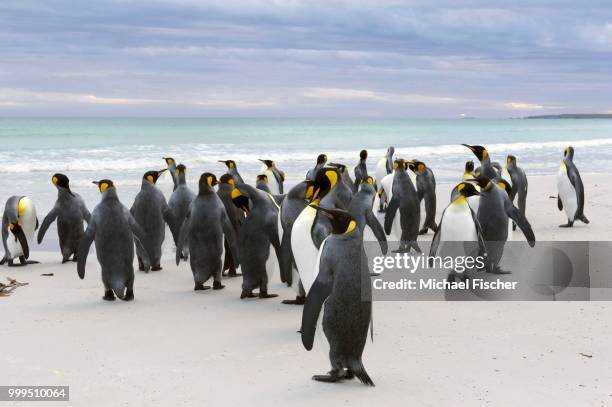 king penguins (aptenodytes patagonicus), volunteer point, east falkland islands, falkland islands - southern atlantic islands stockfoto's en -beelden