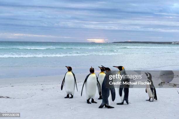 king penguins (aptenodytes patagonicus) and a magellanic penguin (spheniscus magellanicus), volunteer point, east falkland islands, falkland islands - southern atlantic islands stock pictures, royalty-free photos & images