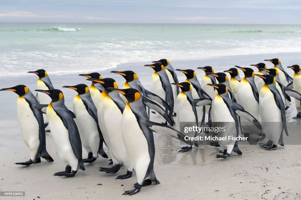 King Penguins (Aptenodytes patagonicus), Volunteer Point, East Falkland Islands, Falkland Islands