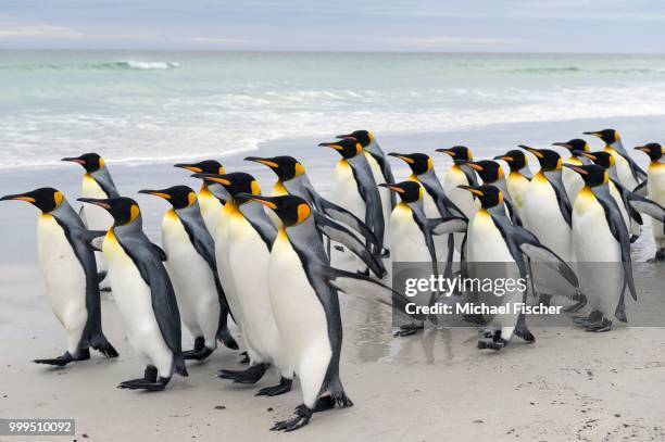 king penguins (aptenodytes patagonicus), volunteer point, east falkland islands, falkland islands - volunteer point stock pictures, royalty-free photos & images