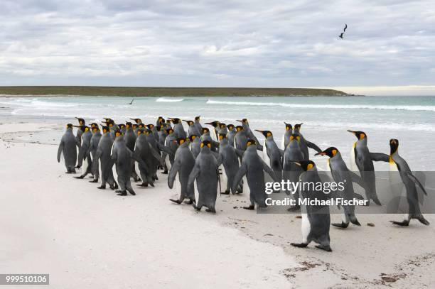 king penguins (aptenodytes patagonicus), volunteer point, east falkland islands, falkland islands - east falkland island 個照片及圖片檔