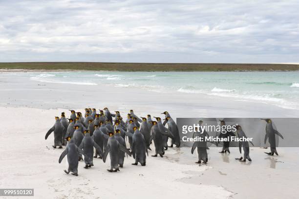 king penguins (aptenodytes patagonicus), volunteer point, east falkland islands, falkland islands - east falkland island stock-fotos und bilder