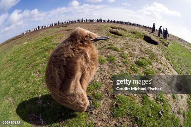 king penguin (aptenodytes patagonicus), chick, in front of a breeding colony, volunteer point, east falkland islands, falkland islands - east falkland island stockfoto's en -beelden