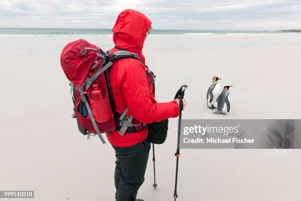 female hiker and king penguins (aptenodytes patagonicus), volunteer point, east falkland islands, falkland islands - southern atlantic islands stockfoto's en -beelden