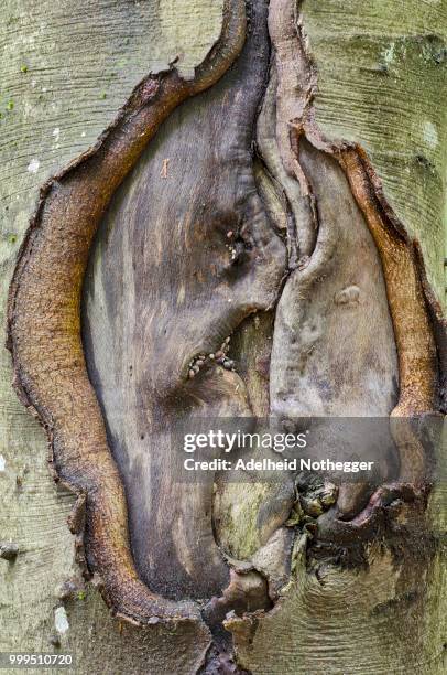 Wounded Tree 1,396 Wounded Tree Stock Photos, High-Res Pictures, and Images - Getty ...