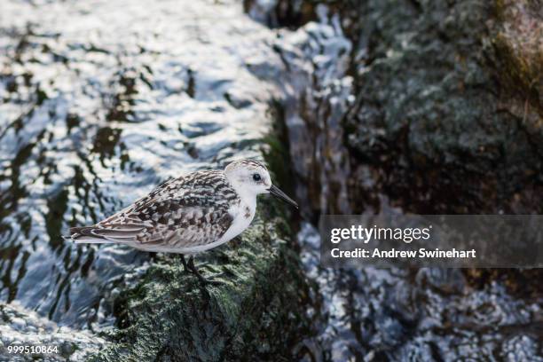 sanderling - correlimos tridáctilo fotografías e imágenes de stock