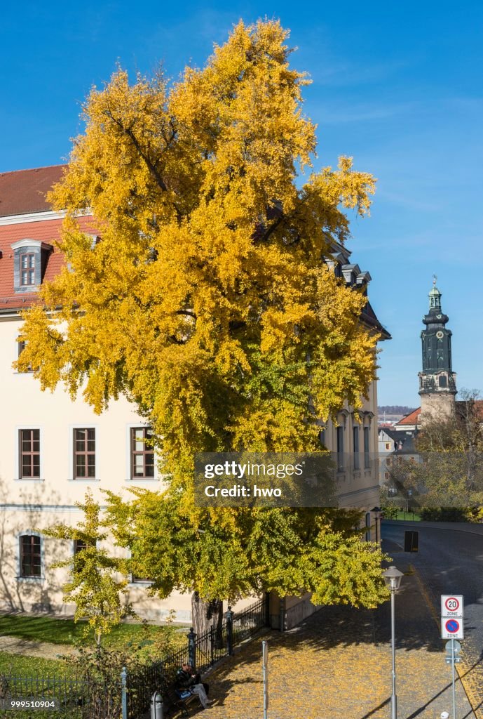 Ginkgo tree in autumn colors, planted by Goethe, Weimar, Thuringia, Germany