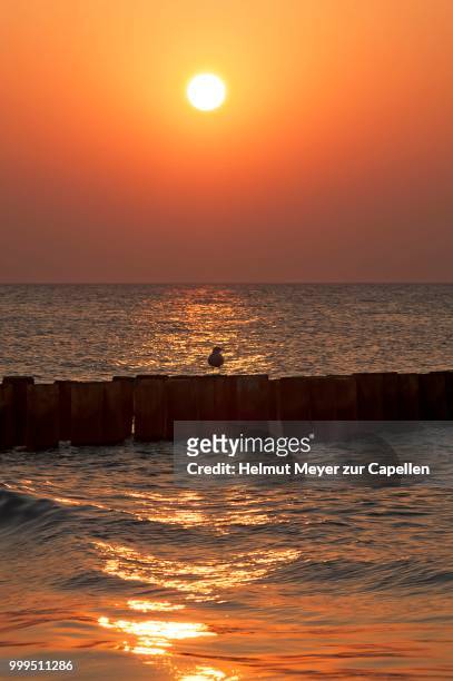 evening sun on the baltic sea, in front groin with seagull, ahrenshoop, darss, mecklenburg-western pomerania, germany - pomerania stock pictures, royalty-free photos & images