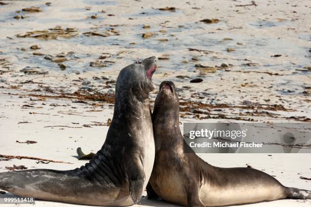 southern elephant seal (mirounga leonina), juveniles at play, carcass island, falkland islands - carcass island bildbanksfoton och bilder