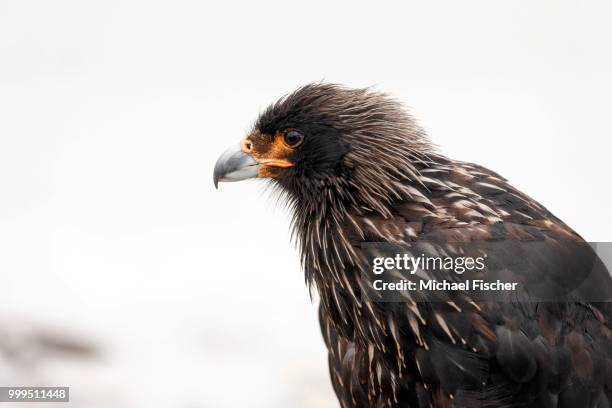 striated caracara (phalcoboenus australis), carcass island, falkland islands - carcass island stock pictures, royalty-free photos & images