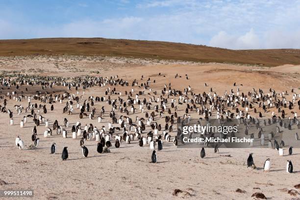 gentoo penguins (pygoscelis papua), saunders island, falkland islands - isole dell'oceano atlantico meridionale foto e immagini stock