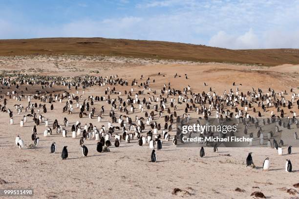 gentoo penguins (pygoscelis papua), saunders island, falkland islands - southern atlantic islands stock pictures, royalty-free photos & images