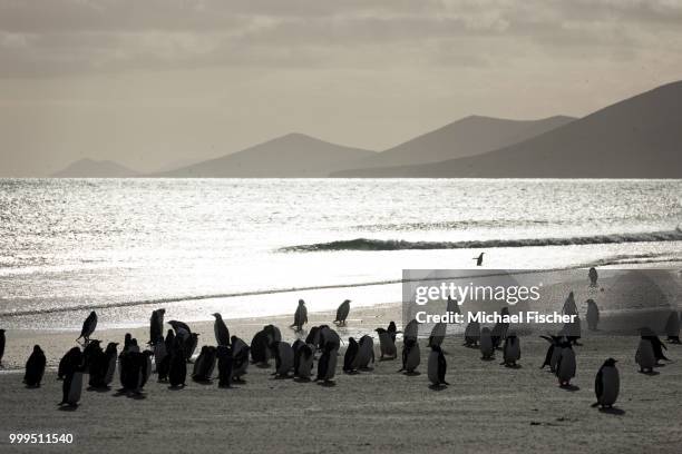 gentoo penguins (pygoscelis papua), saunders island, falkland islands - southern atlantic islands stock pictures, royalty-free photos & images