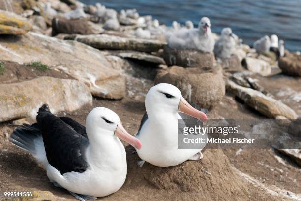 black-browed albatrosses (thalassarche melanophris) with chicks, saunders island, falkland islands - incubate stock pictures, royalty-free photos & images