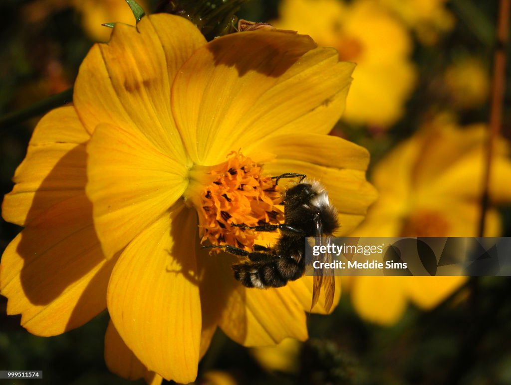 Cosmos & Bee