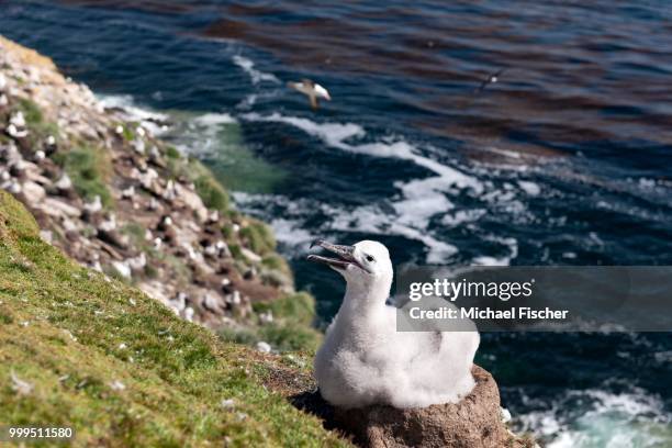 black-browed albatross (thalassarche melanophris) chick on its nest, saunders island, falkland islands - isole dell'oceano atlantico meridionale foto e immagini stock