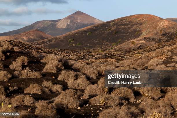 typical vineyards in dry cultivation in volcanic ash, evening light, behind the guardilama volcanic mountain, wine-growing region la geria, lanzarote, canary islands, spain - volcanic ash stock pictures, royalty-free photos & images