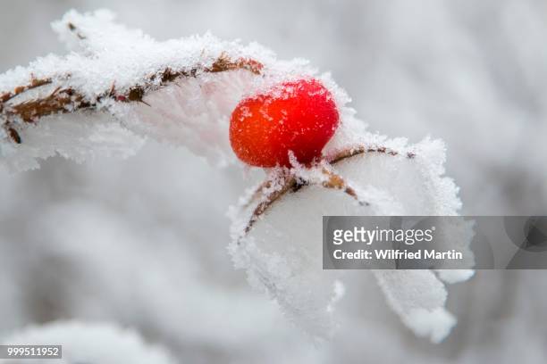 rose hip (rosa canina) covered with snow and hoarfrost, hesse, germany - ca nina stock pictures, royalty-free photos & images