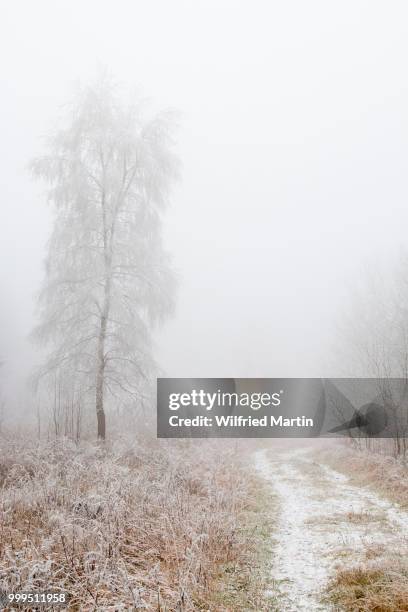 winter landscape, hesse, germany - martin frost photos et images de collection