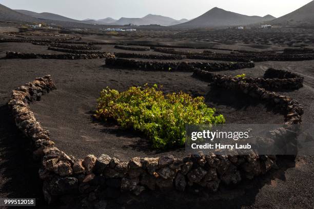 typical vineyards in dry cultivation in volcanic ash, lava, vine, vineyard la geria, lanzarote, canary islands, spain - volcanic ash stock pictures, royalty-free photos & images