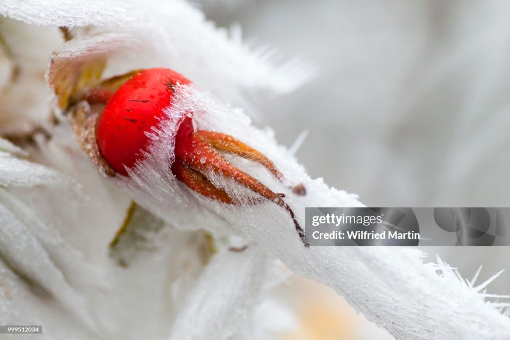 Rose hip (Rosa canina) covered with snow and hoarfrost, Hesse, Germany